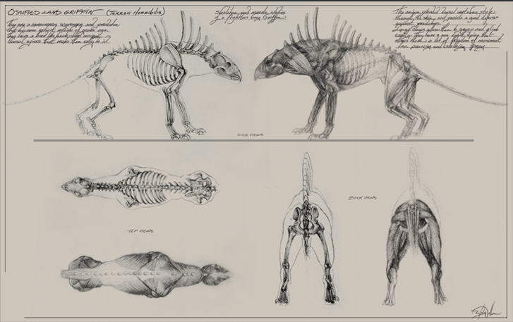 griffon anatomy